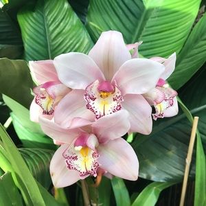 Meet your Posher, Breanna